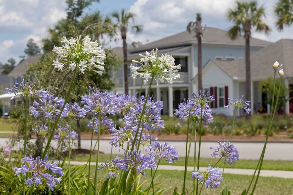 Flowers of the Developer at Nexton
