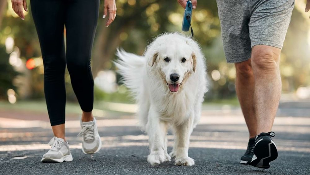 DogWalk at SummerwindCrossing by DRBElevate