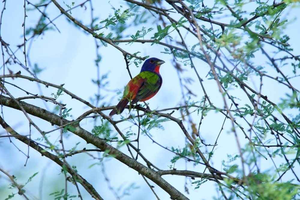 Exploring the Ernest F. Hollings ACE Basin National Wildlife Refuge 
