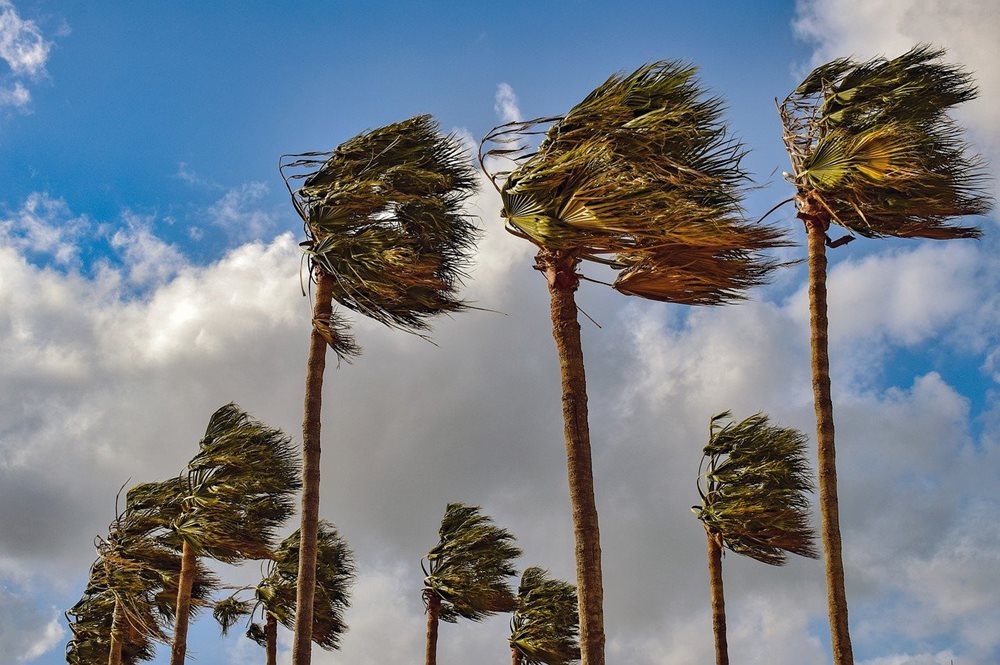 palm-trees-4293013_1280-(1).jpg Palm Trees in the Wind