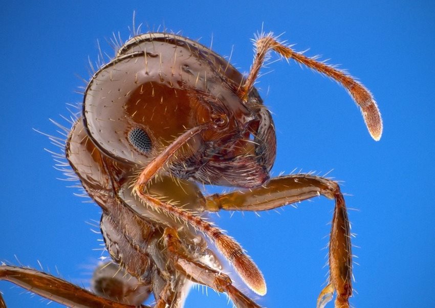 fire-ant-1091301_1280.jpg Fire Ant