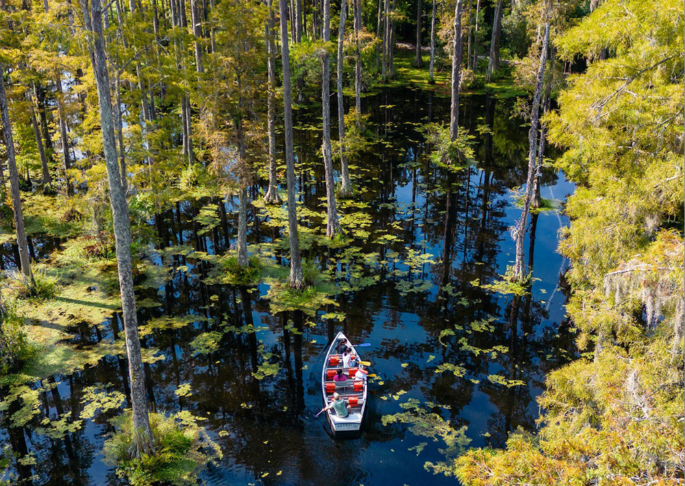 Cypress Gardens: A Lowcountry Treasure Where Nature & History Intertwine