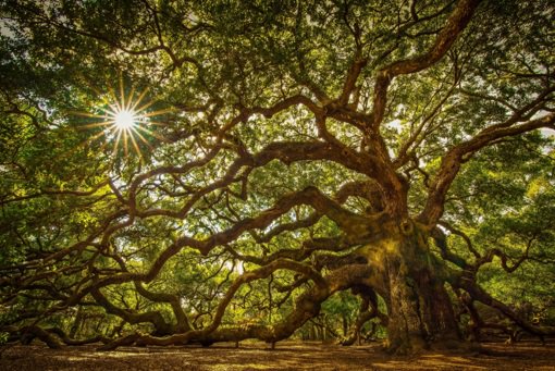 Johns-Island-Blog_AngelOak.jpg Johns Island Angel Oak Tree