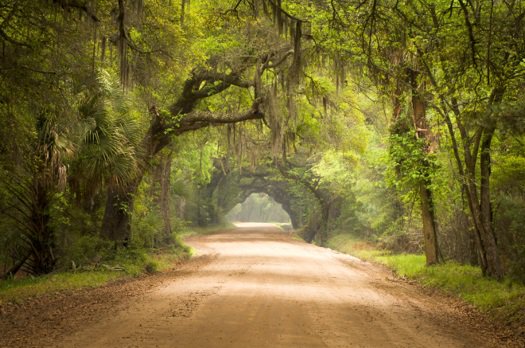 Johns-Island-Blog_PoplarGrove.jpg Poplar Grove Charleston SC Tree Canopy