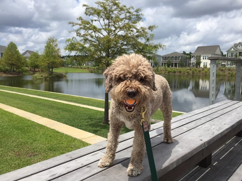 Nexton-Dog.jpg Nexton Summerville SC Dog Walk