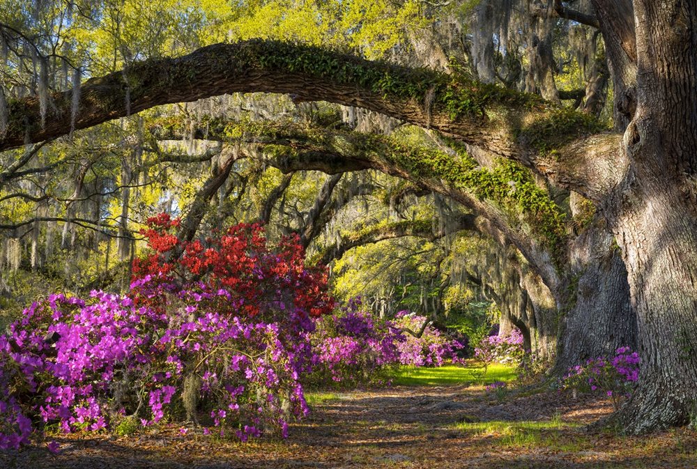 Summerville Plantation Grounds