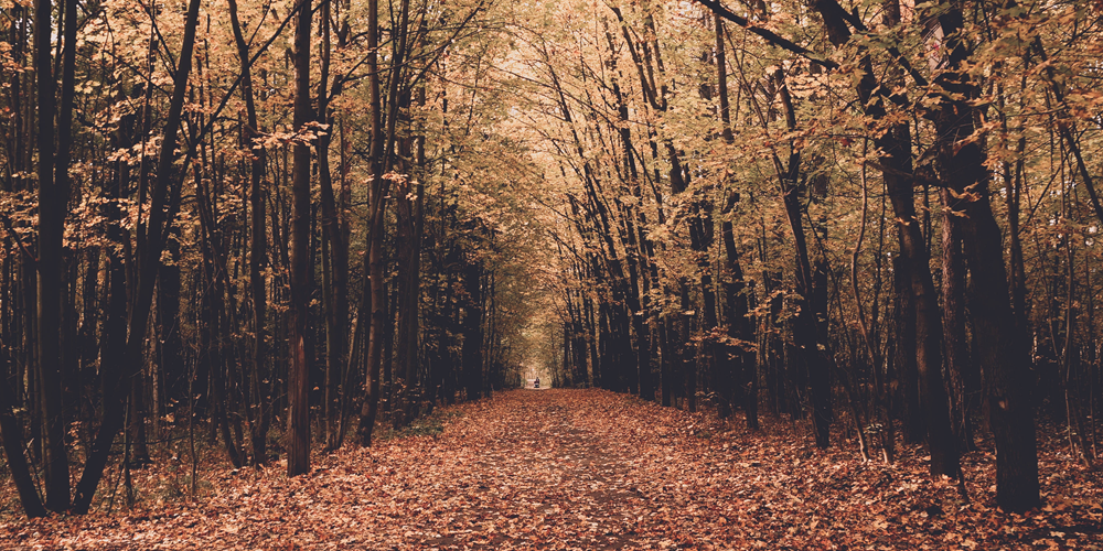 Upcoming Fall Events in the Greater Charleston Area